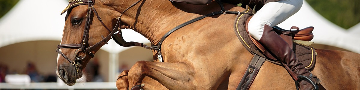 Équitation